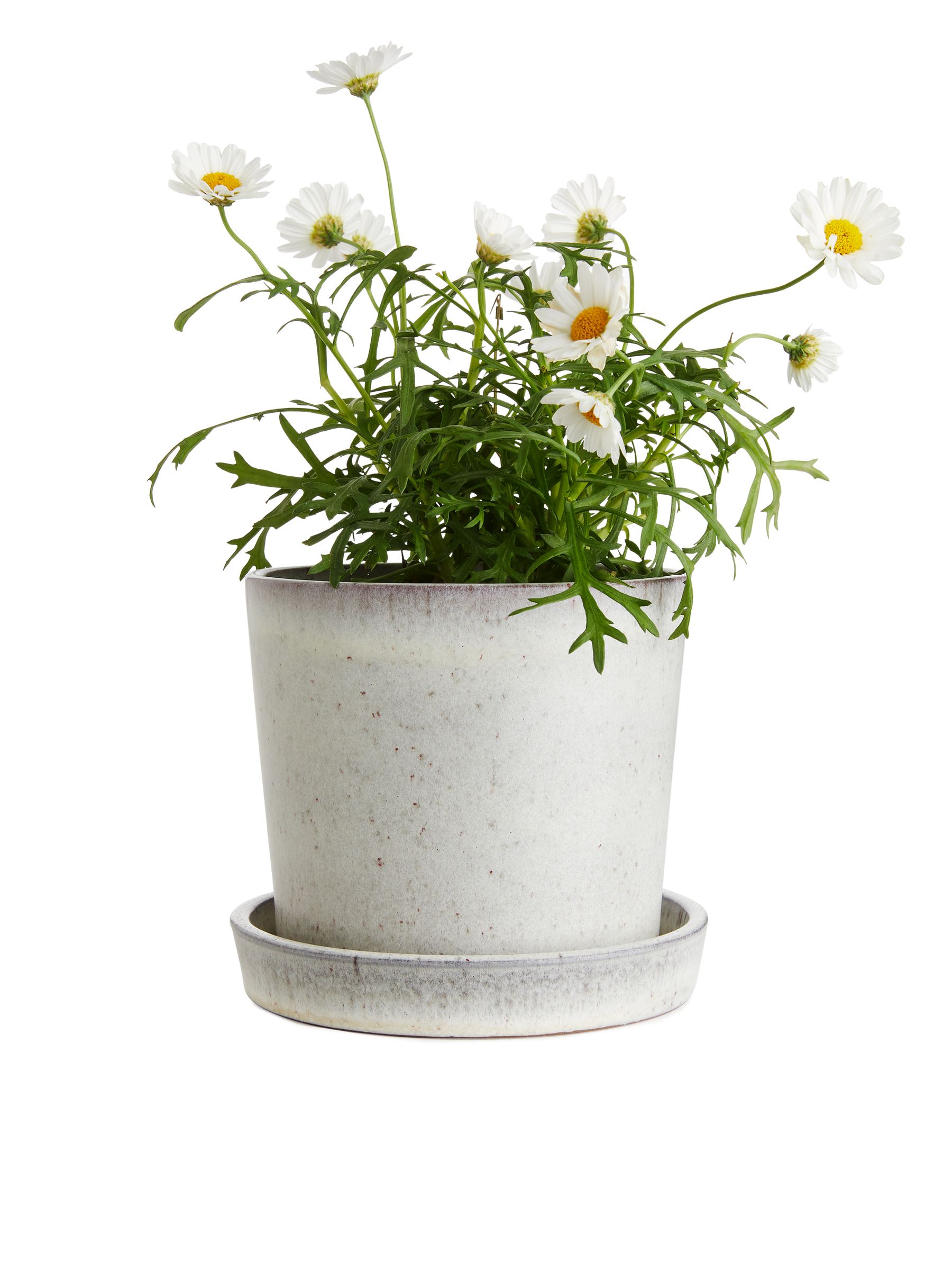 Blumentopf aus Terrakotta, 12 cm - Off-White - Haushaltswaren - StillMedia/DescriptiveStillLife - 2
