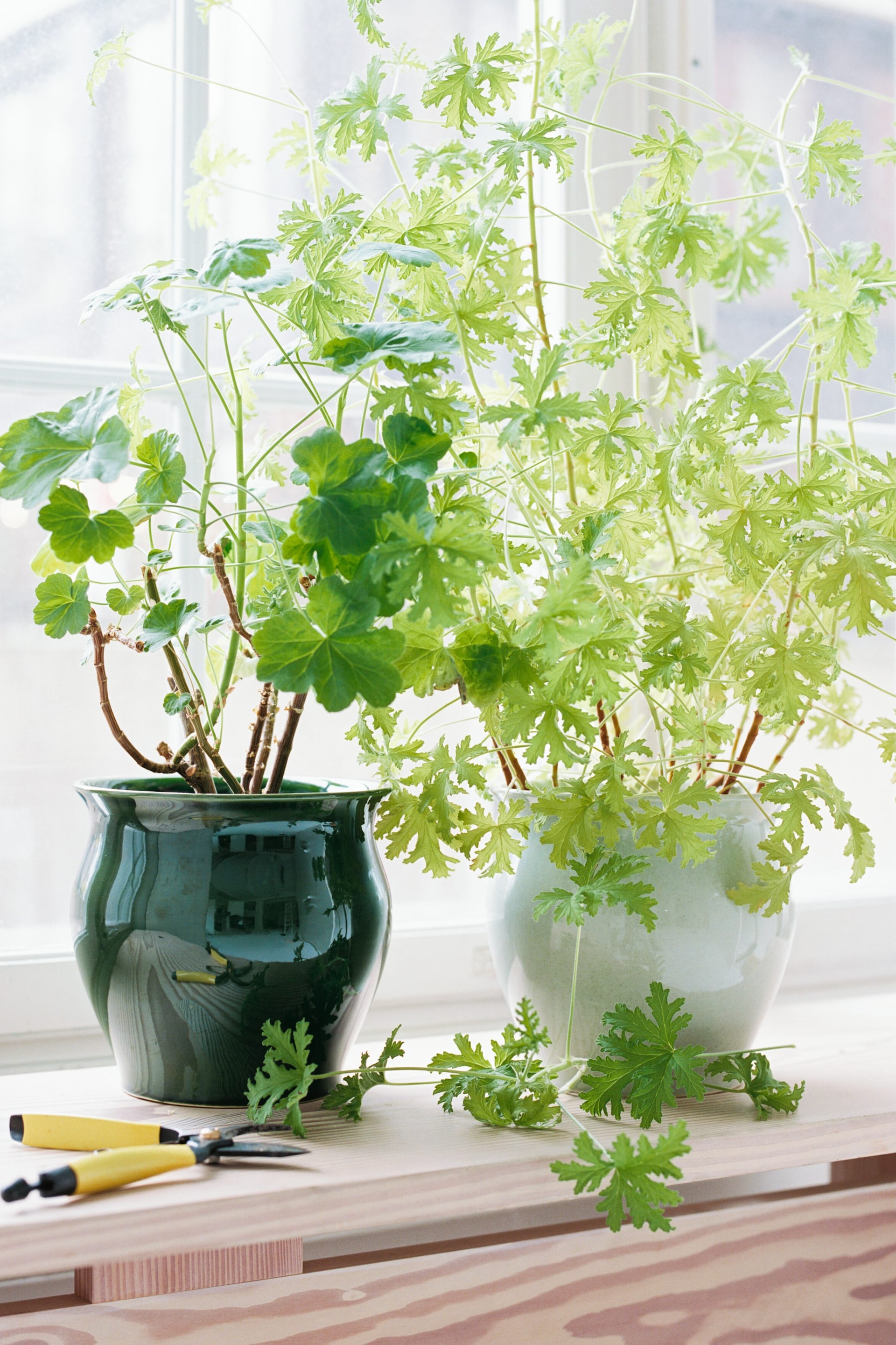 Zobacz większy obraz: Dwie doniczkowe rośliny są ustawione, z lewą rośliną prezentującą ciemniejsze zielone, zaokrąglone liście w błyszczącej ciemnozielonej doniczce, a prawą rośliną charakteryzującą się jaśniejszymi zielonymi, drobno ząbkowanymi liśćmi w błyszczącej jasnozielonej doniczce. Żółte nożyce do przycinania leżą obok luźnych odciętych fragmentów roślin.