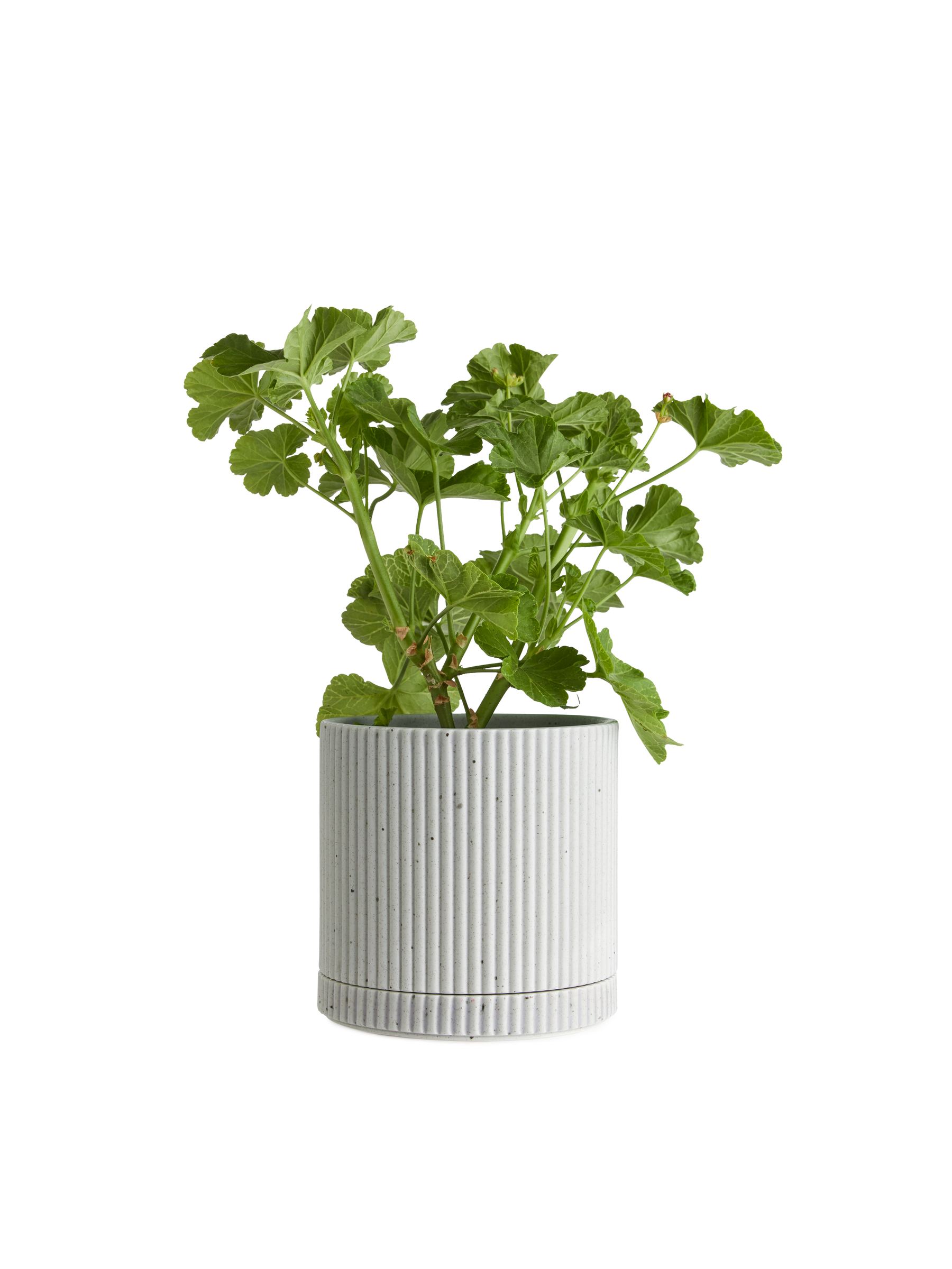 Blumentopf aus Steingut, 12  cm - Hellgrau - Haushaltswaren - StillMedia/DescriptiveDetail - 1