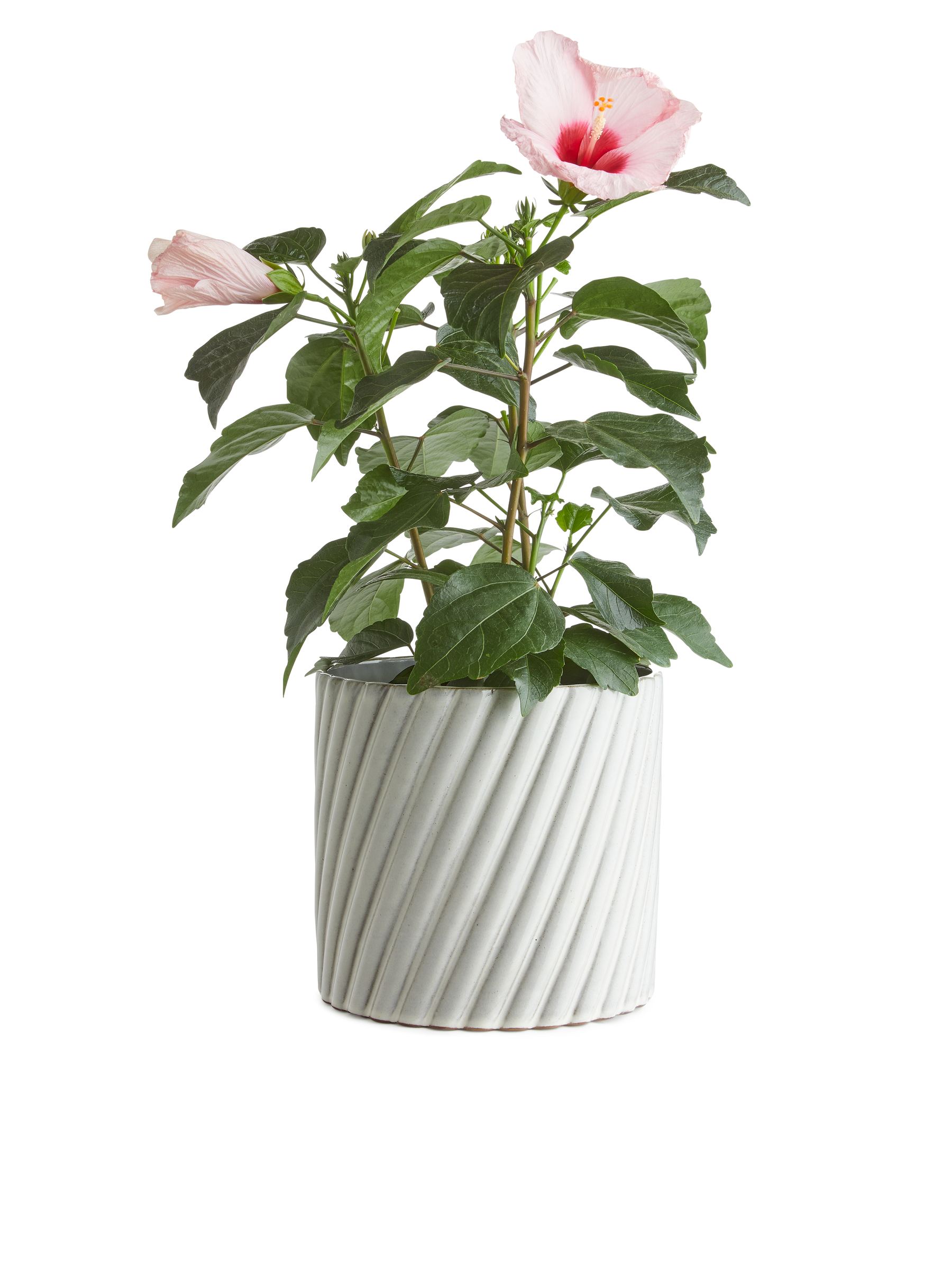 Blumentopf aus Terrakotta, 18 cm - Grau/Weiß - Haushaltswaren - StillMedia/CreativeStillLife - 2