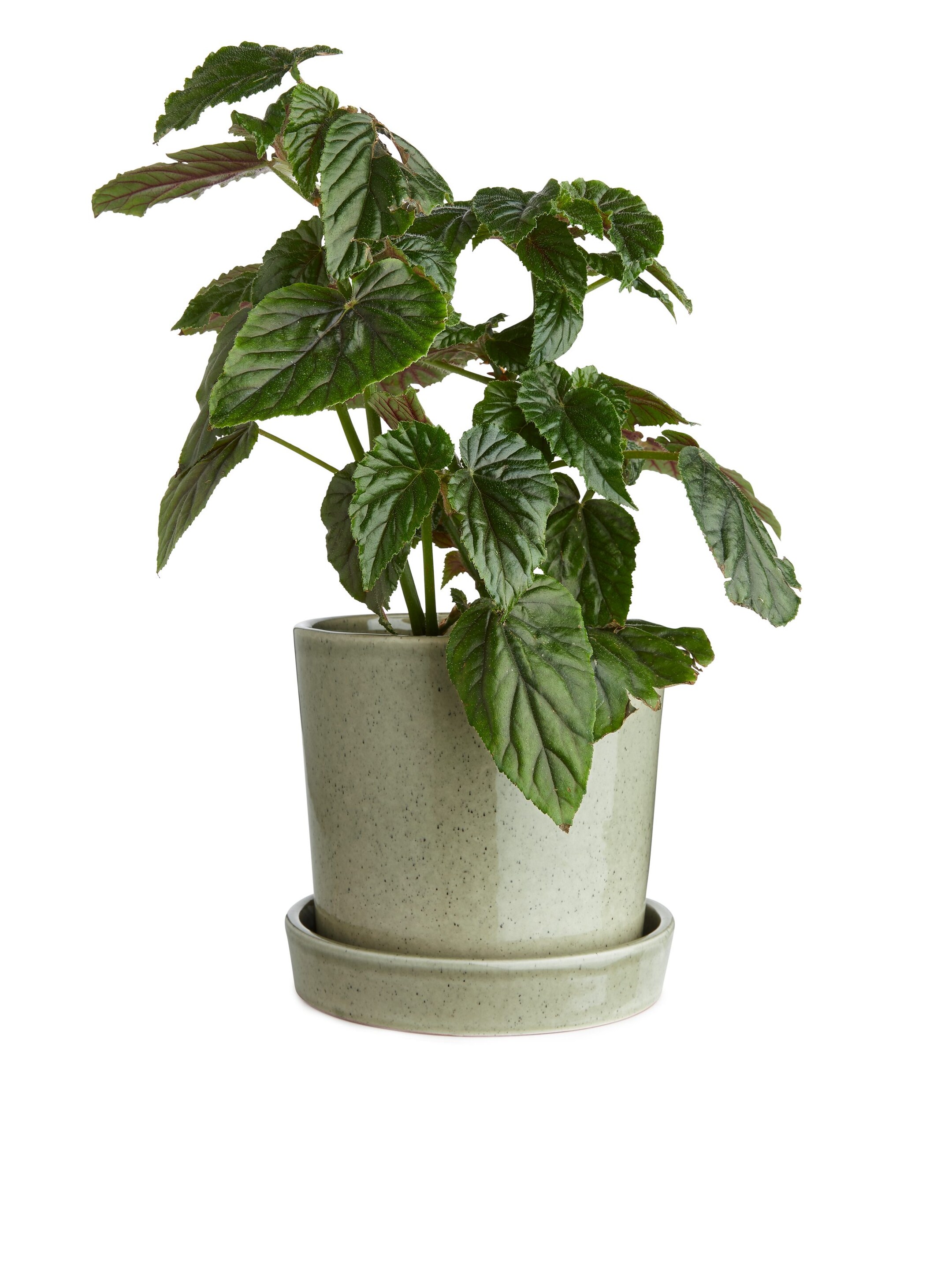 Größeres Bild anzeigen: Blumentopf aus Steingut, 18 cm - Grün - Home All | H&M AT 2