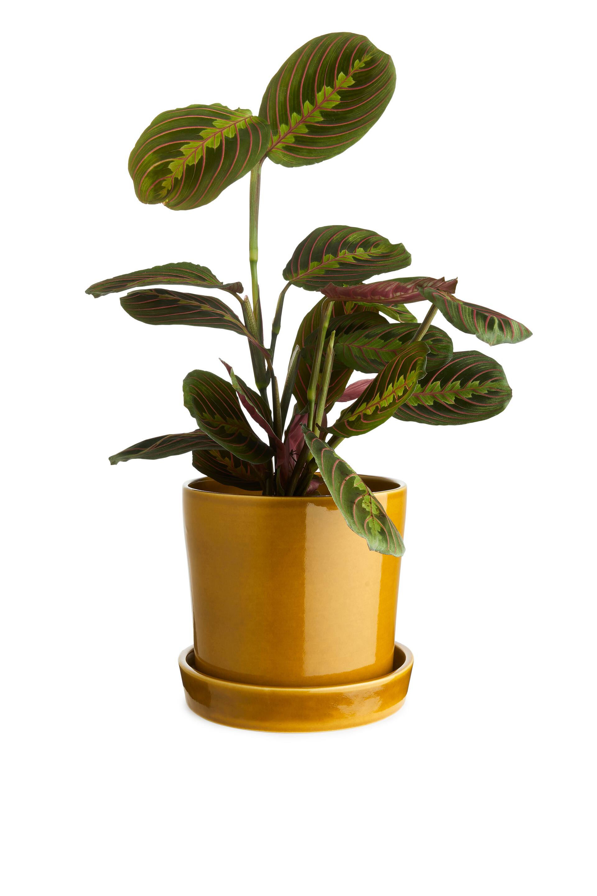 Преглед на по-голямо изображение: Каменен съд 18 см - Yellow - HOME | H&M BG 1