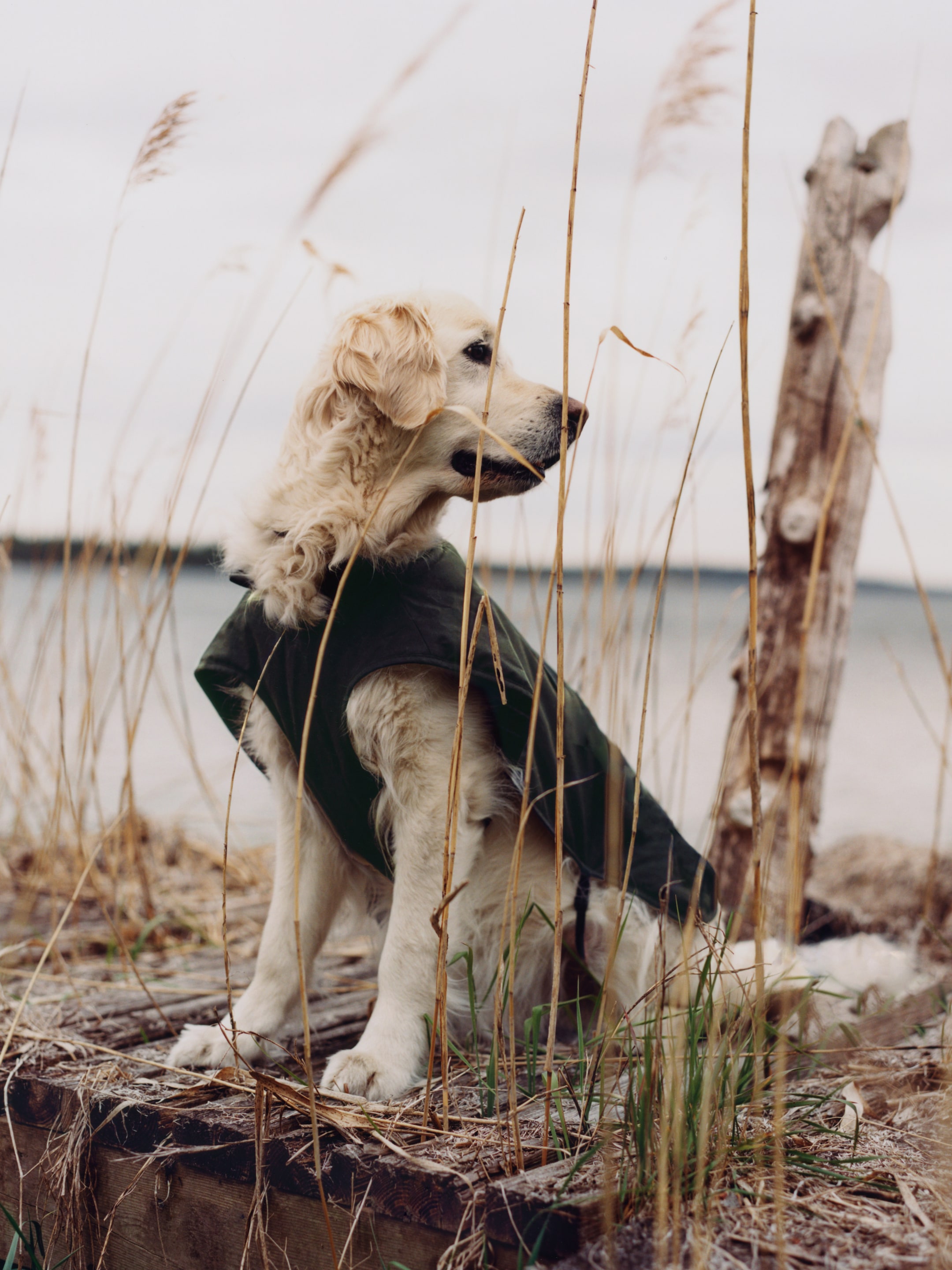 Golden retriever wearing a green coat, sitting among tall grasses by a lakeside, with a cloudy sky in the background.
