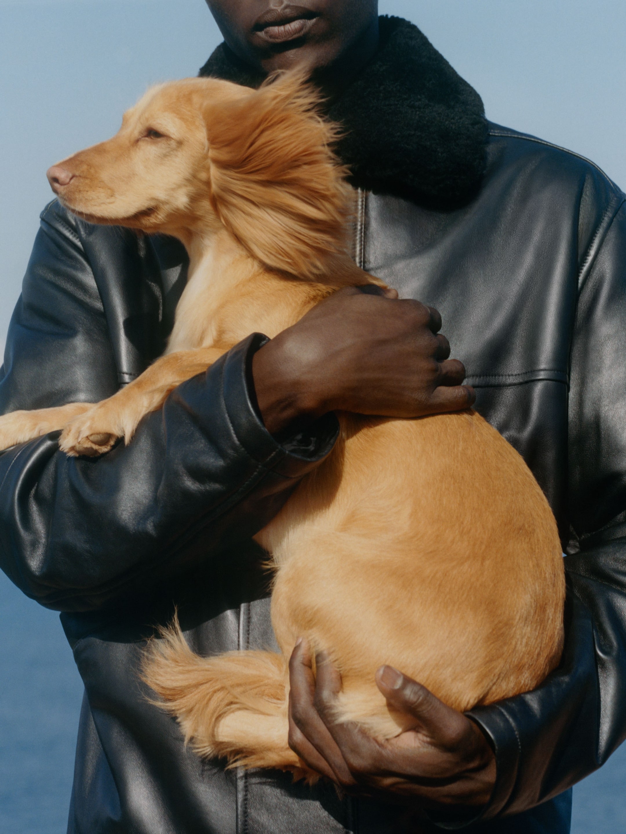 A person wearing a leather jacket holds a golden retriever puppy. The dog looks content and relaxed against a clear blue sky.