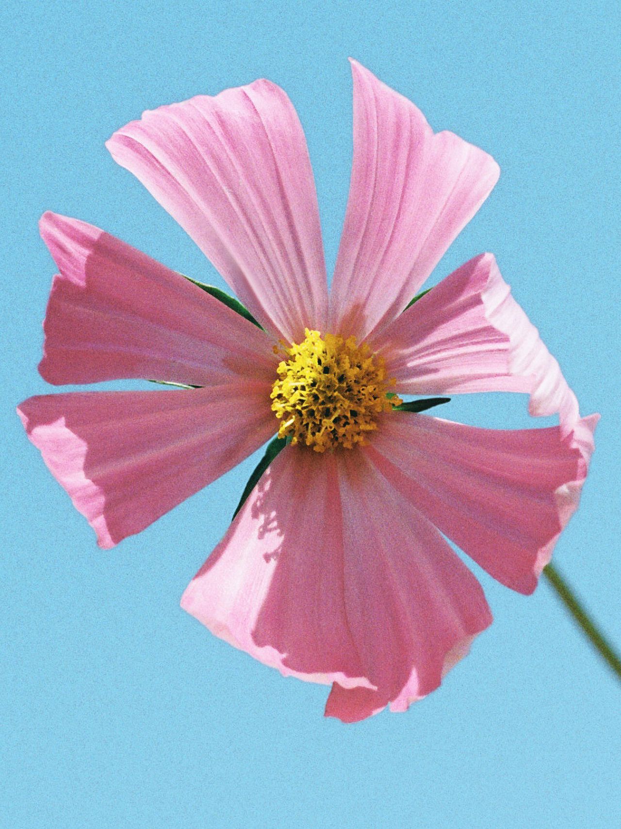 Close-up of a pink cosmos flower with delicate petals and a bright yellow center against a clear blue sky.