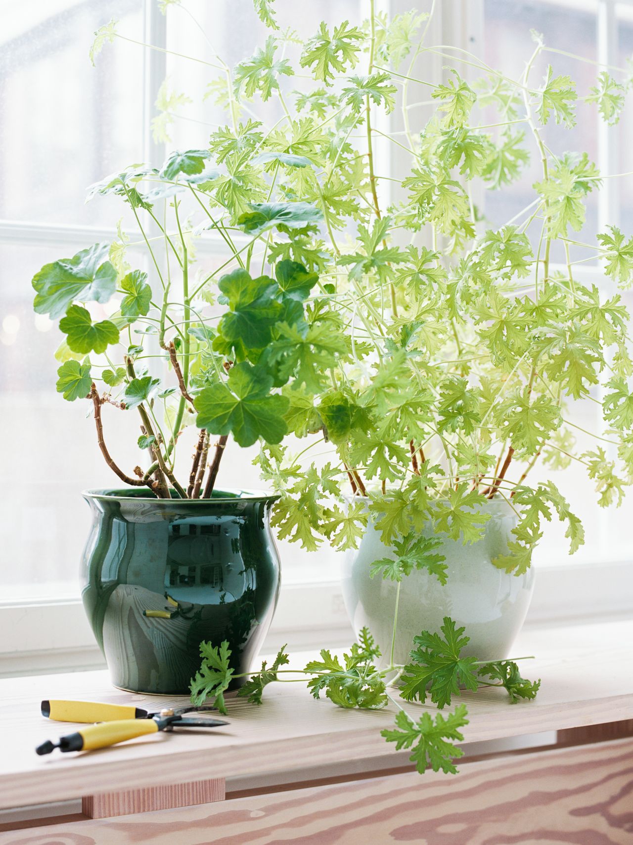 Two lush green plants in ceramic pots on a windowsill, with gardening shears and gloves nearby.