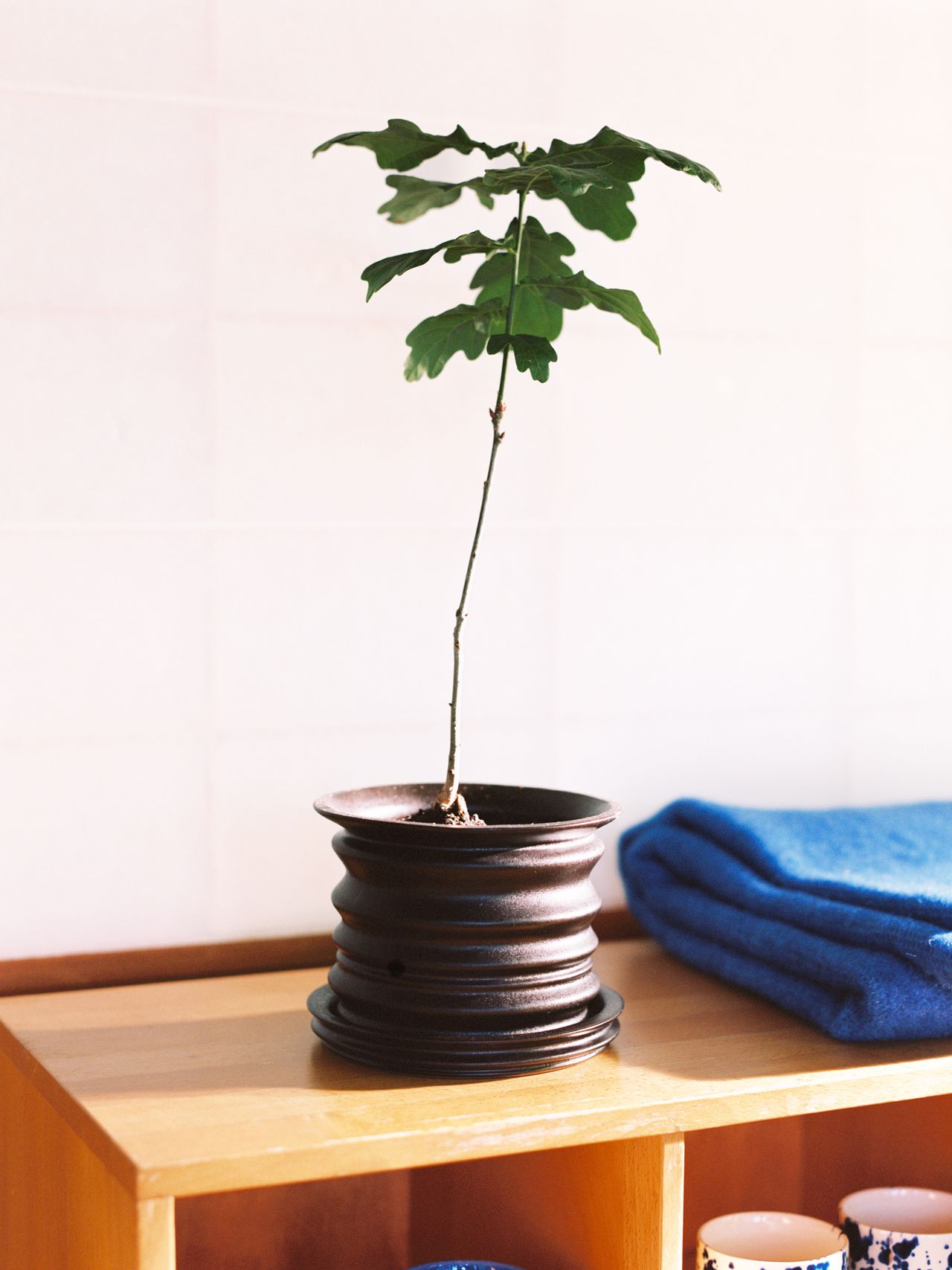 A small plant with broad leaves in a dark, ribbed pot on a wooden shelf, next to folded blue towels.