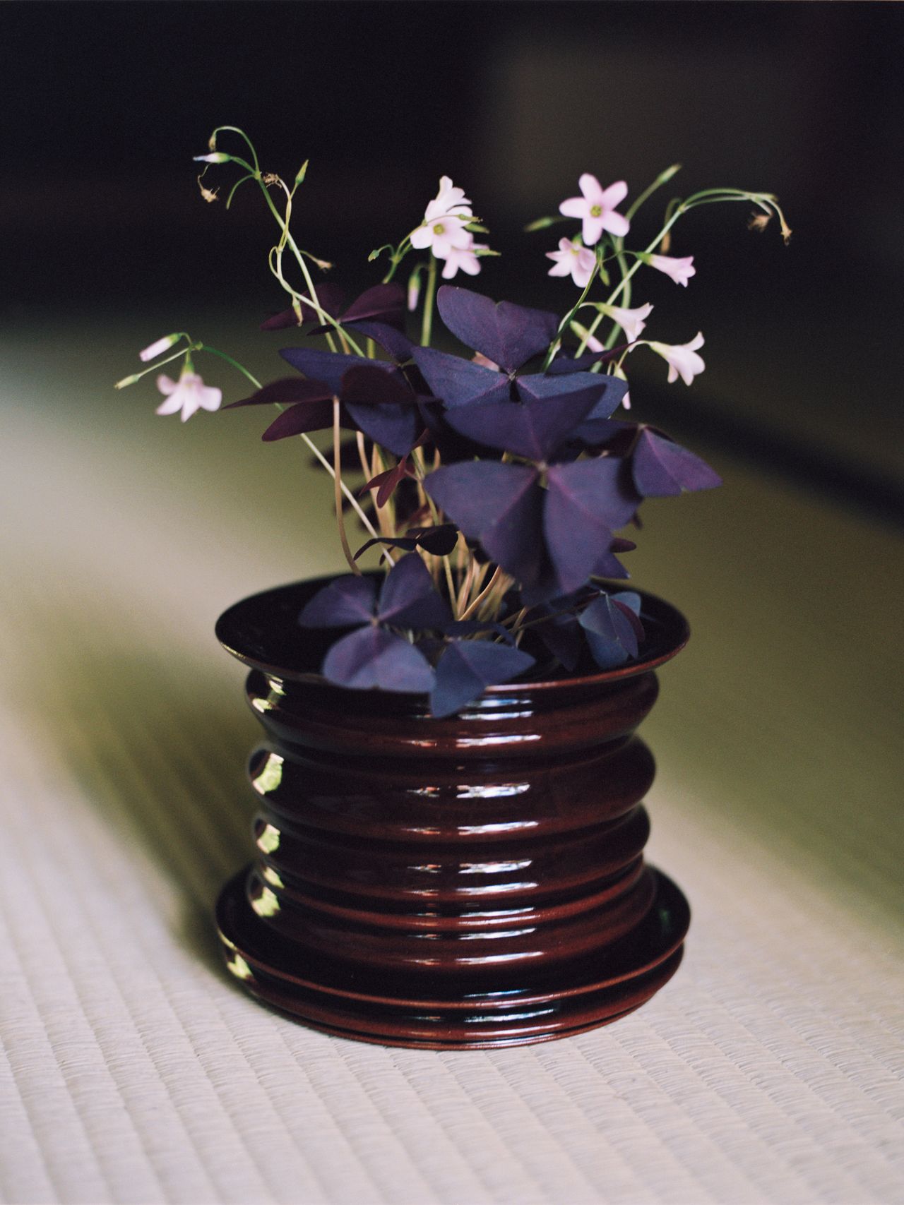 A dark ceramic pot holds a plant with purple leaves and delicate pink flowers, placed on a light-colored surface.