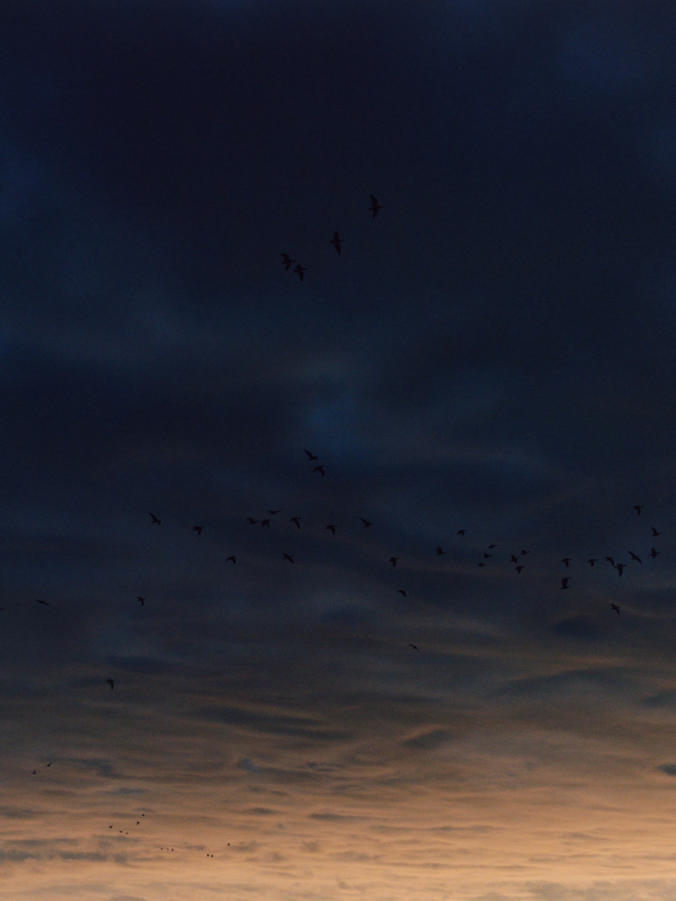 A flock of birds flying across a dark, cloudy sky at dusk, with a hint of orange on the horizon.