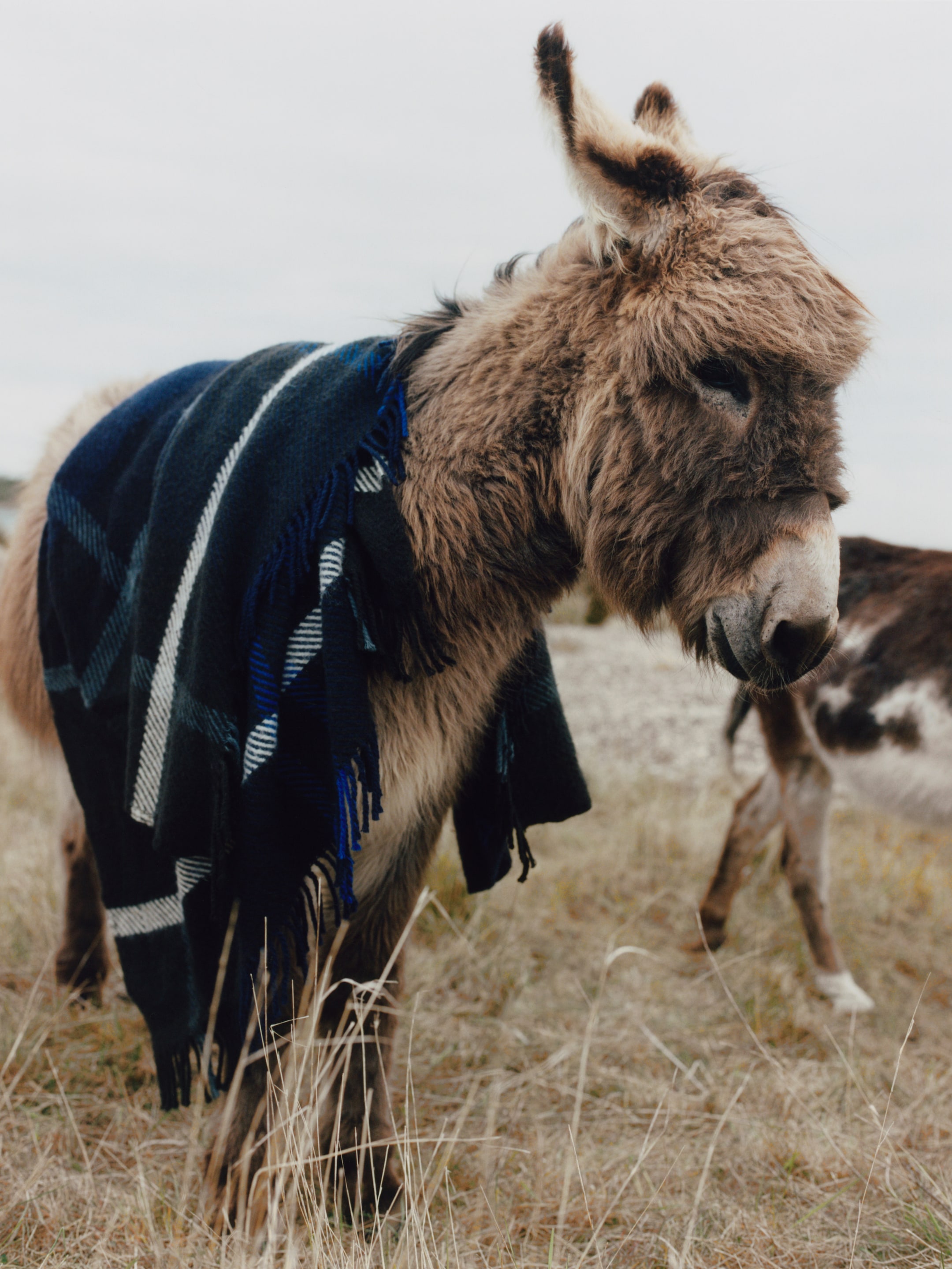 A donkey stands in a field, draped with a dark plaid blanket, surrounded by dry grass under a cloudy sky.