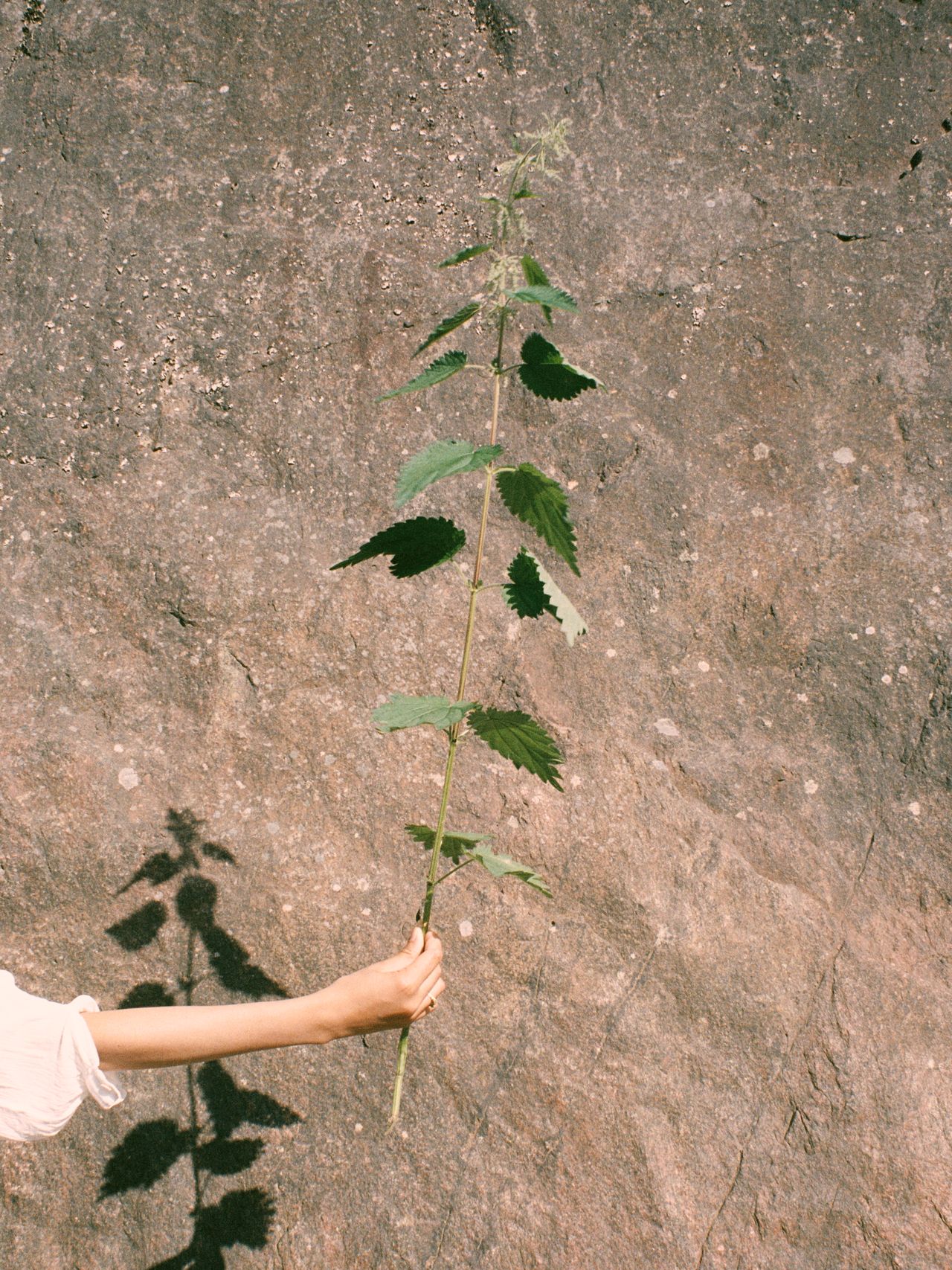 Signe Siemsen Interview