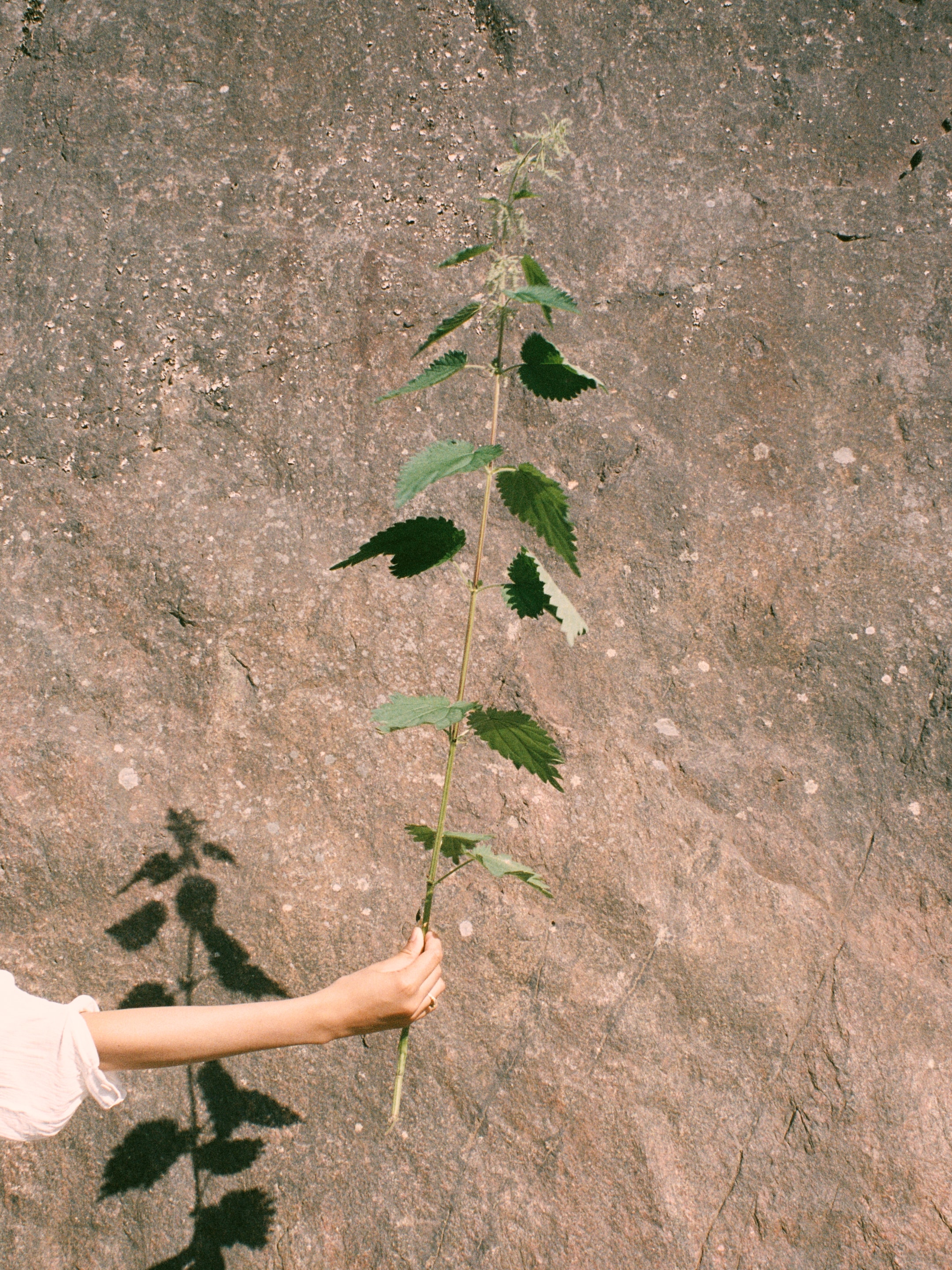 Signe Siemsen Interview