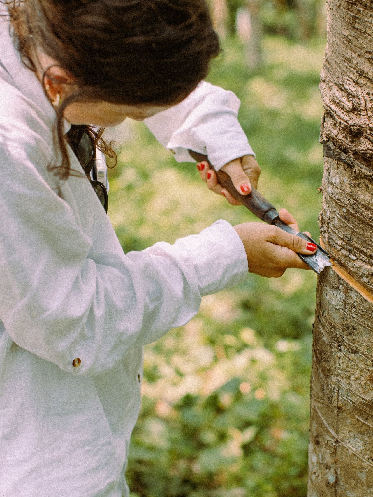 Person in a white shirt tapping a tree with a tool, focusing on extracting latex or resin in a lush, green setting.