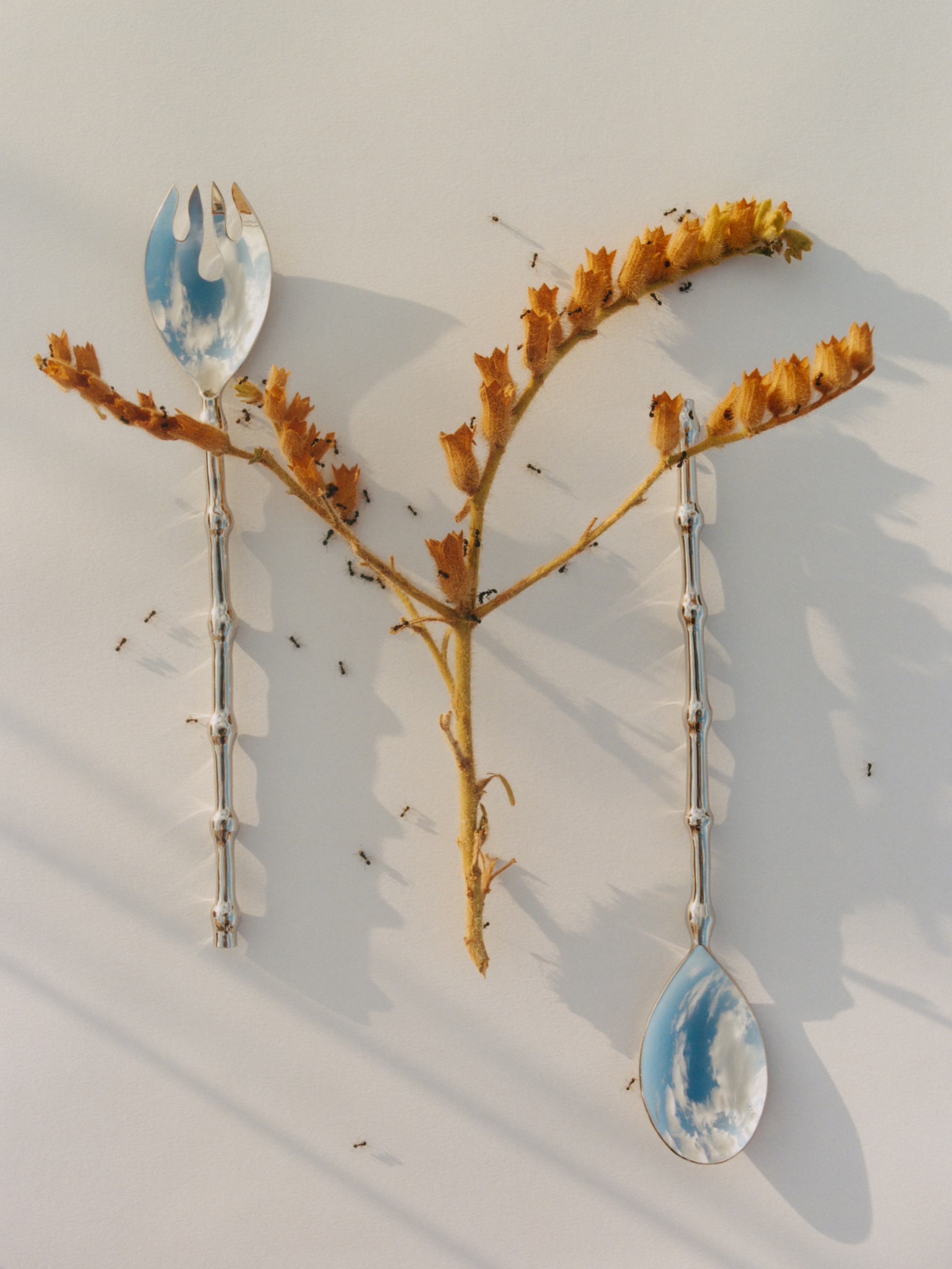 Two silver utensils reflect clouds, resting on a branch with dry leaves and surrounded by scattered ants on a white background.