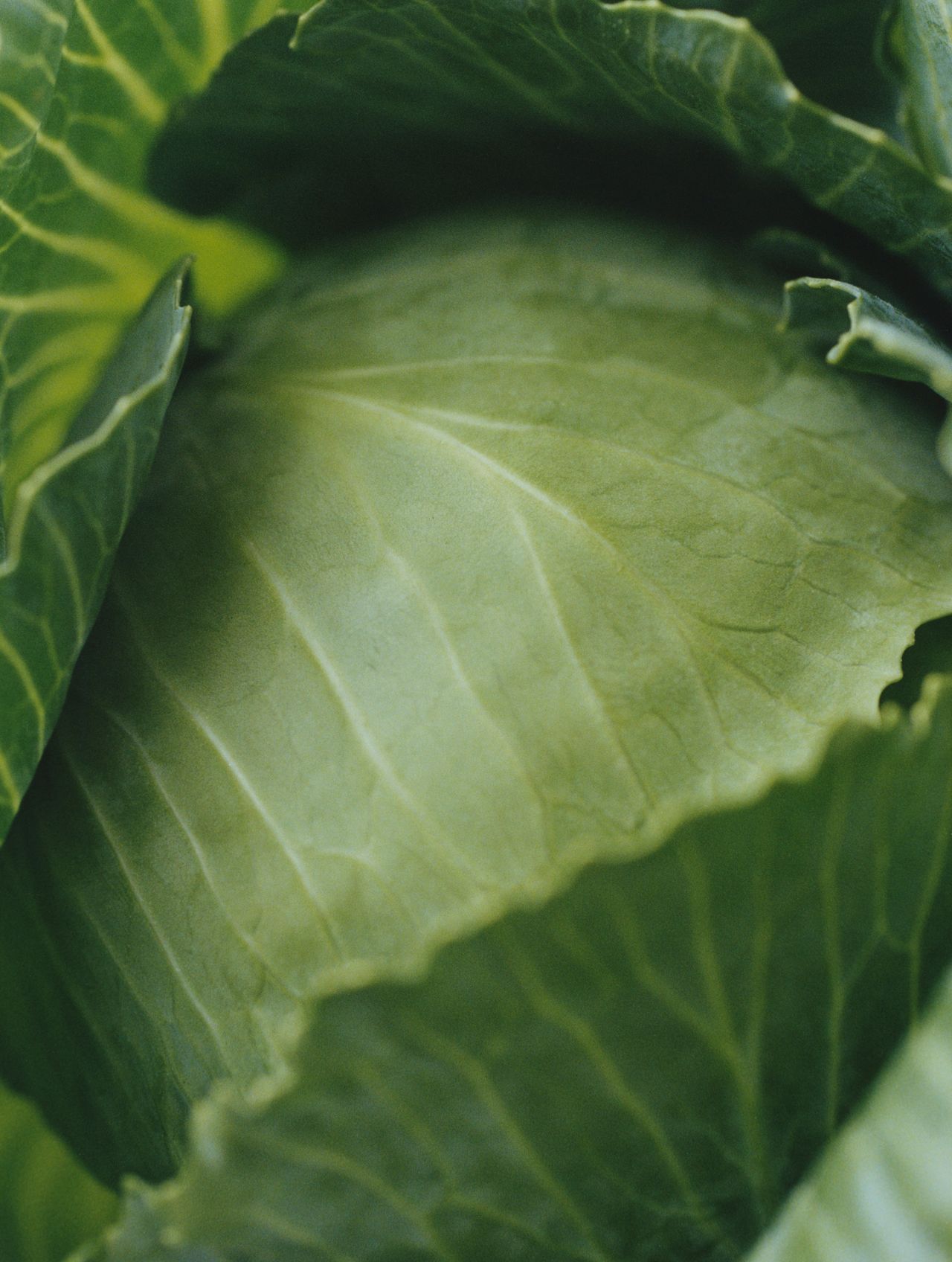 Close-up of fresh green cabbage leaves with visible veins, showing texture and layers in natural light.