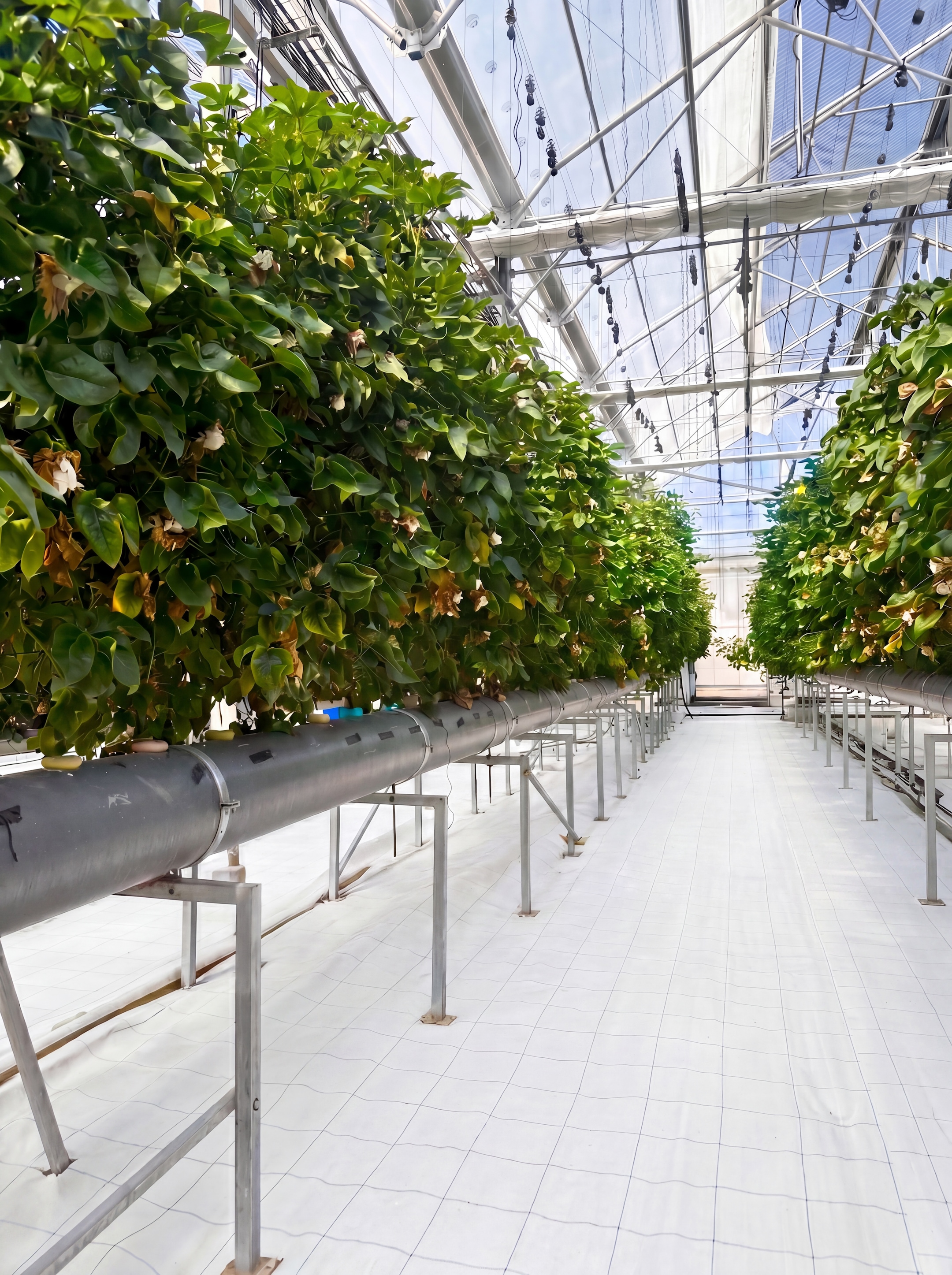 Rows of lush green cotton plants growing in a large, bright greenhouse with white flooring and metal supports.