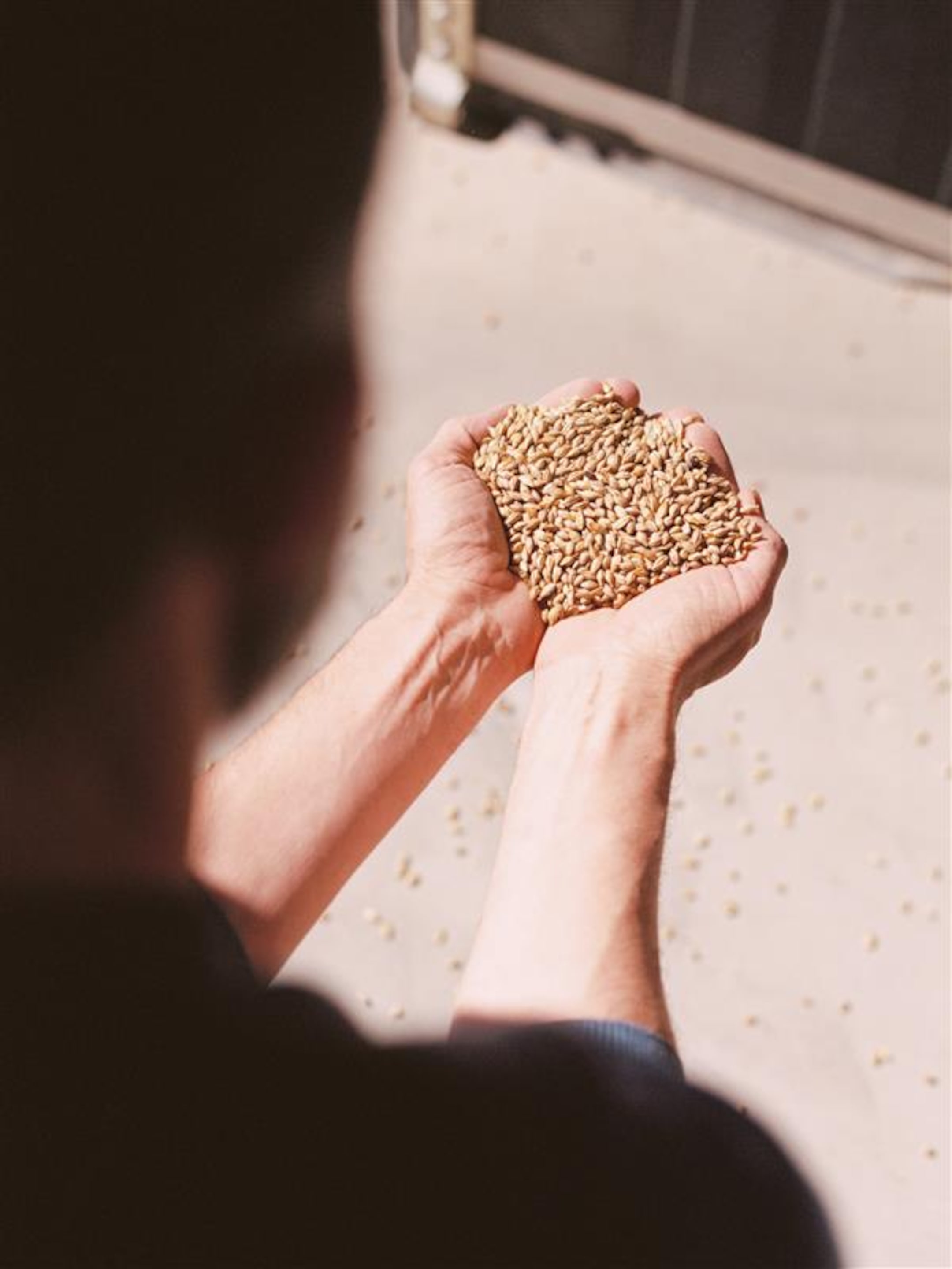 Good grains image
