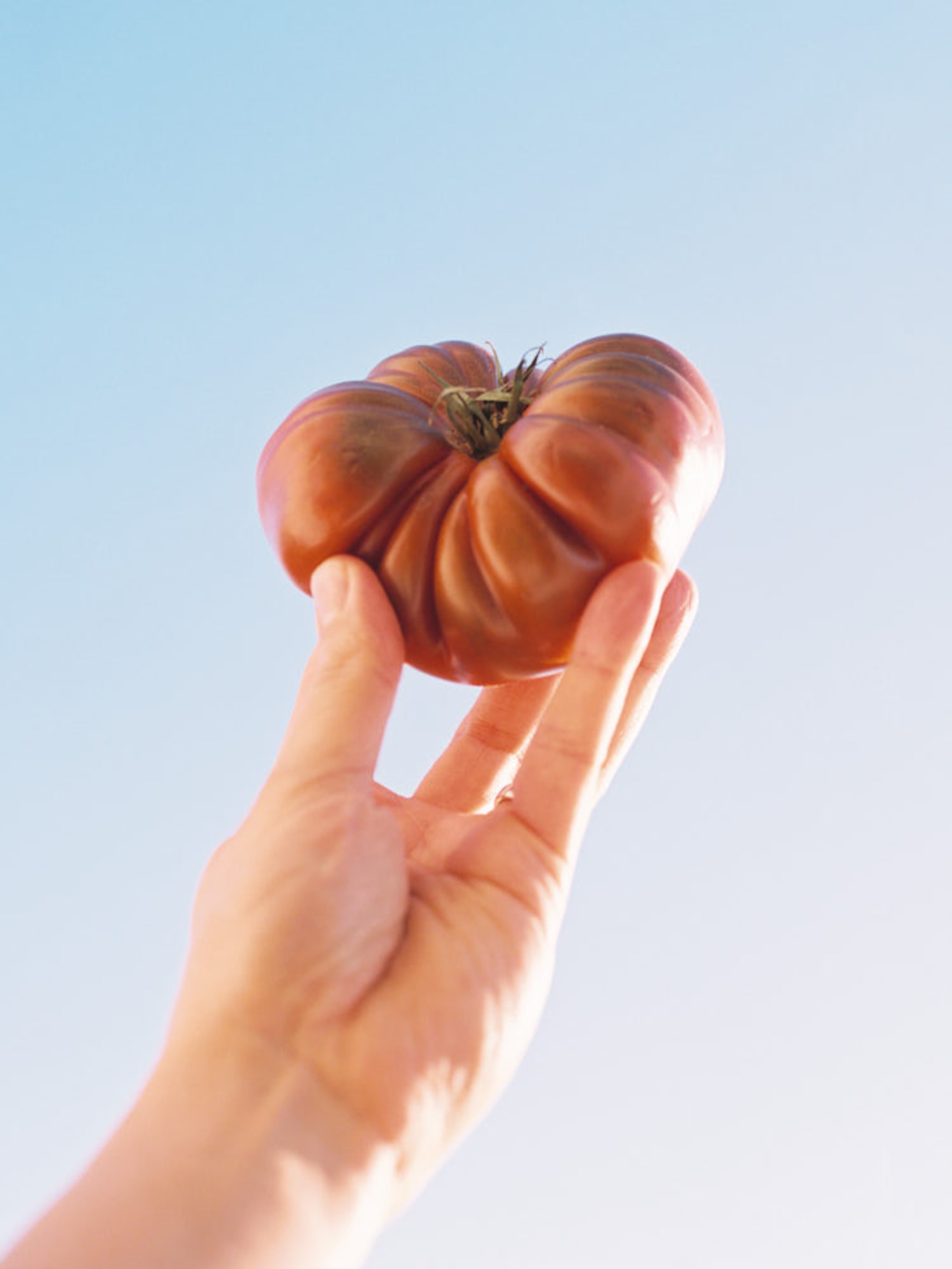 A hand holding a large, ripe heirloom tomato against a clear blue sky.