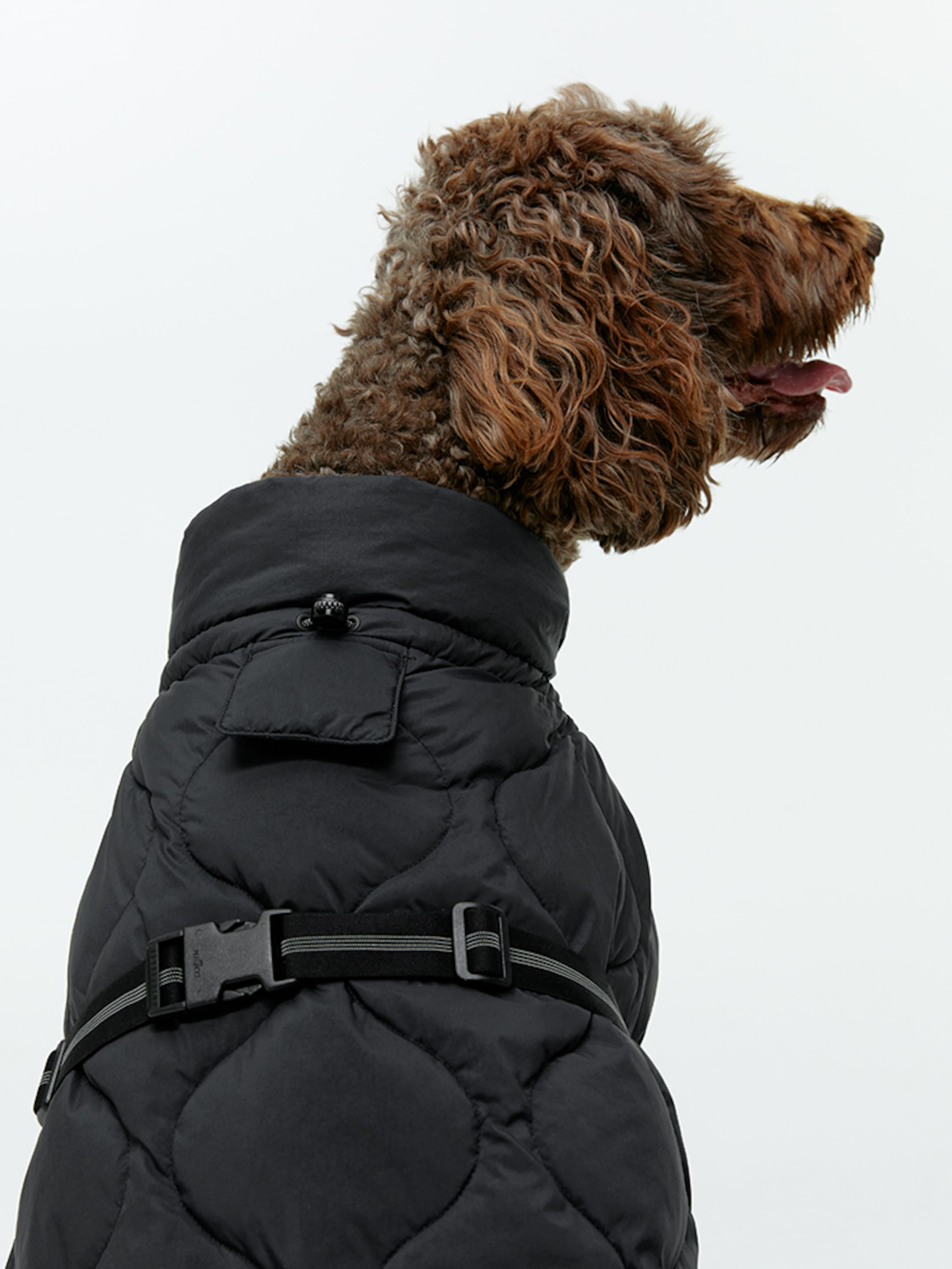 Size_guide_dog