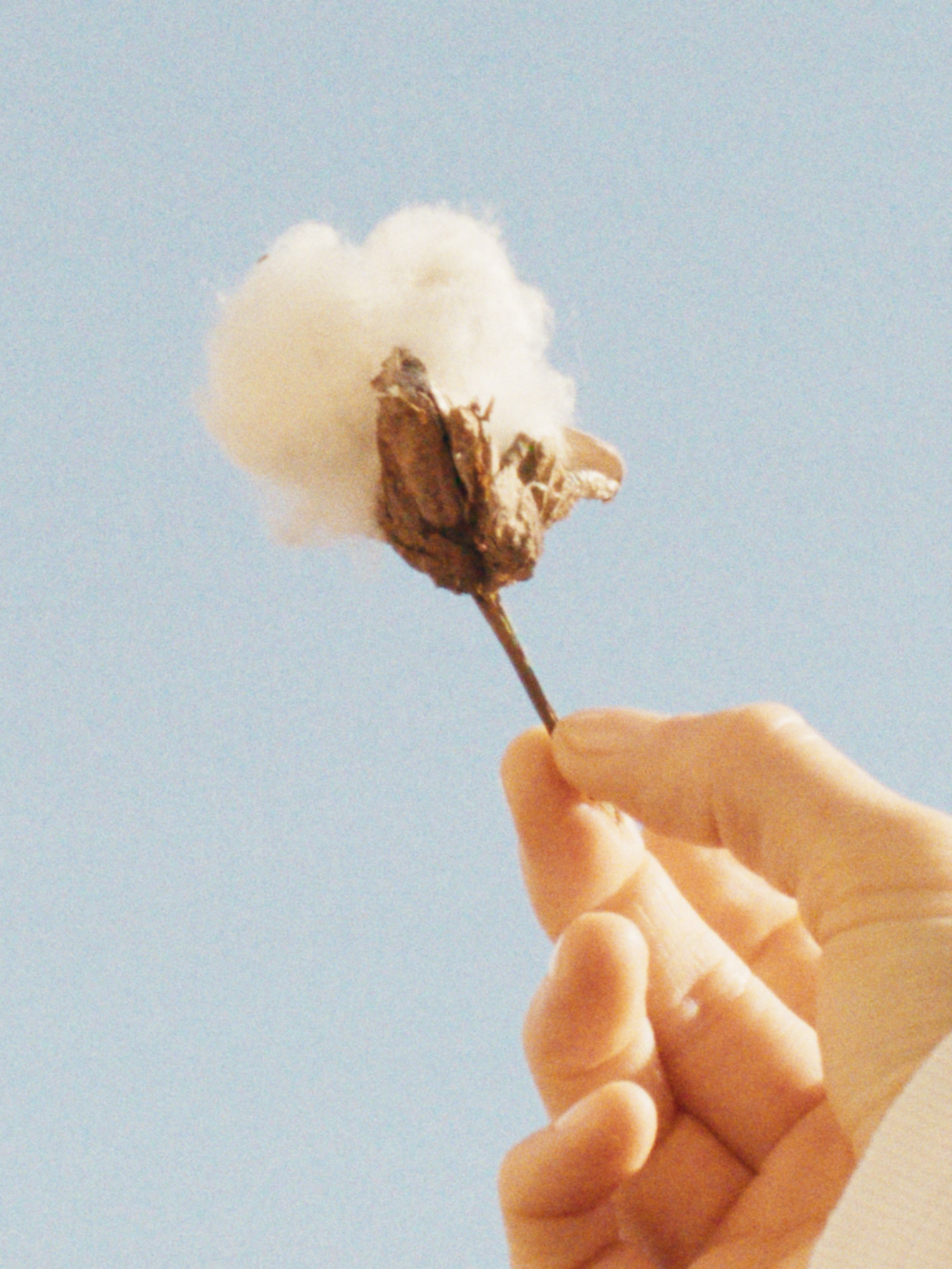A hand holds a cotton boll against a clear blue sky.